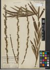 Foto von Salix purpurea L. x Salix viminalis L.